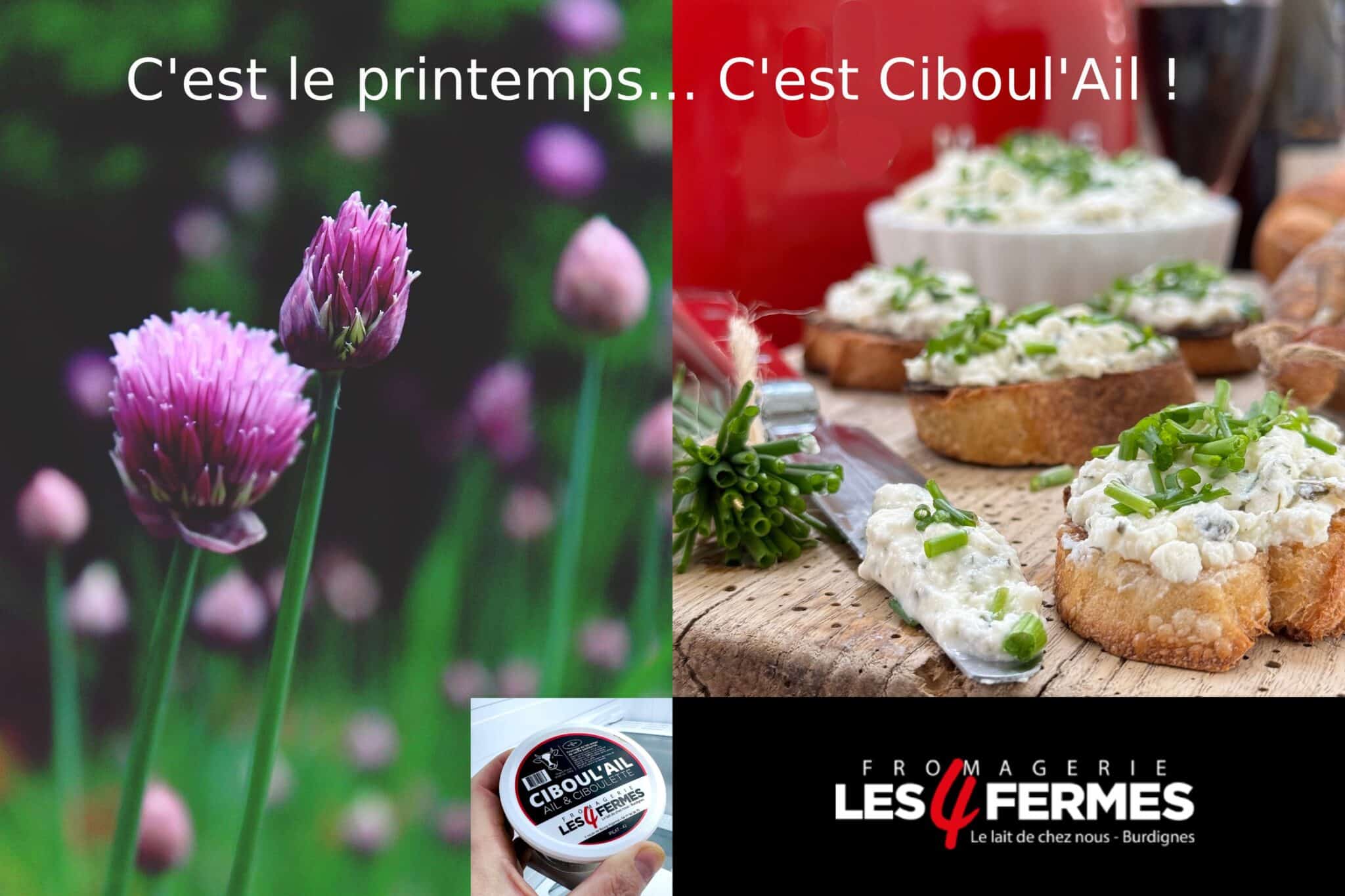 ciboulail ail ciboulette fromage