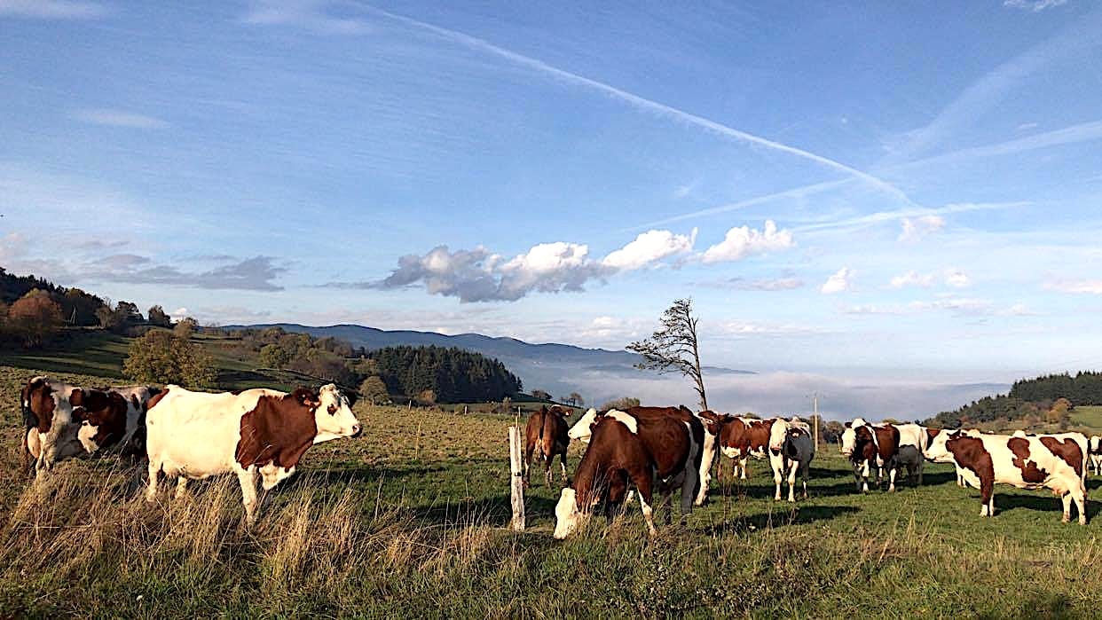 burdignes vache montbeliarde