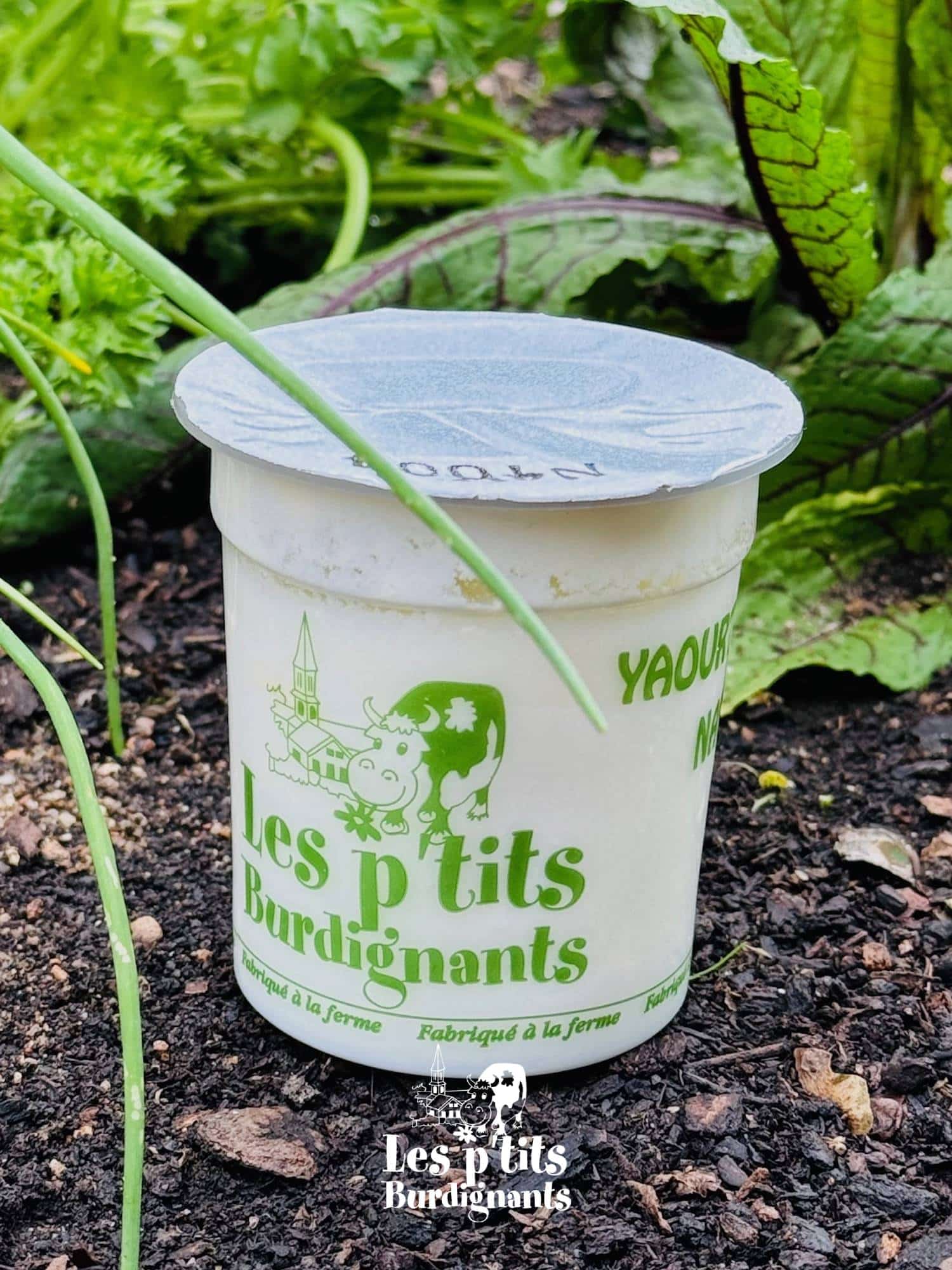 yaourt nature les p'tits burdignants