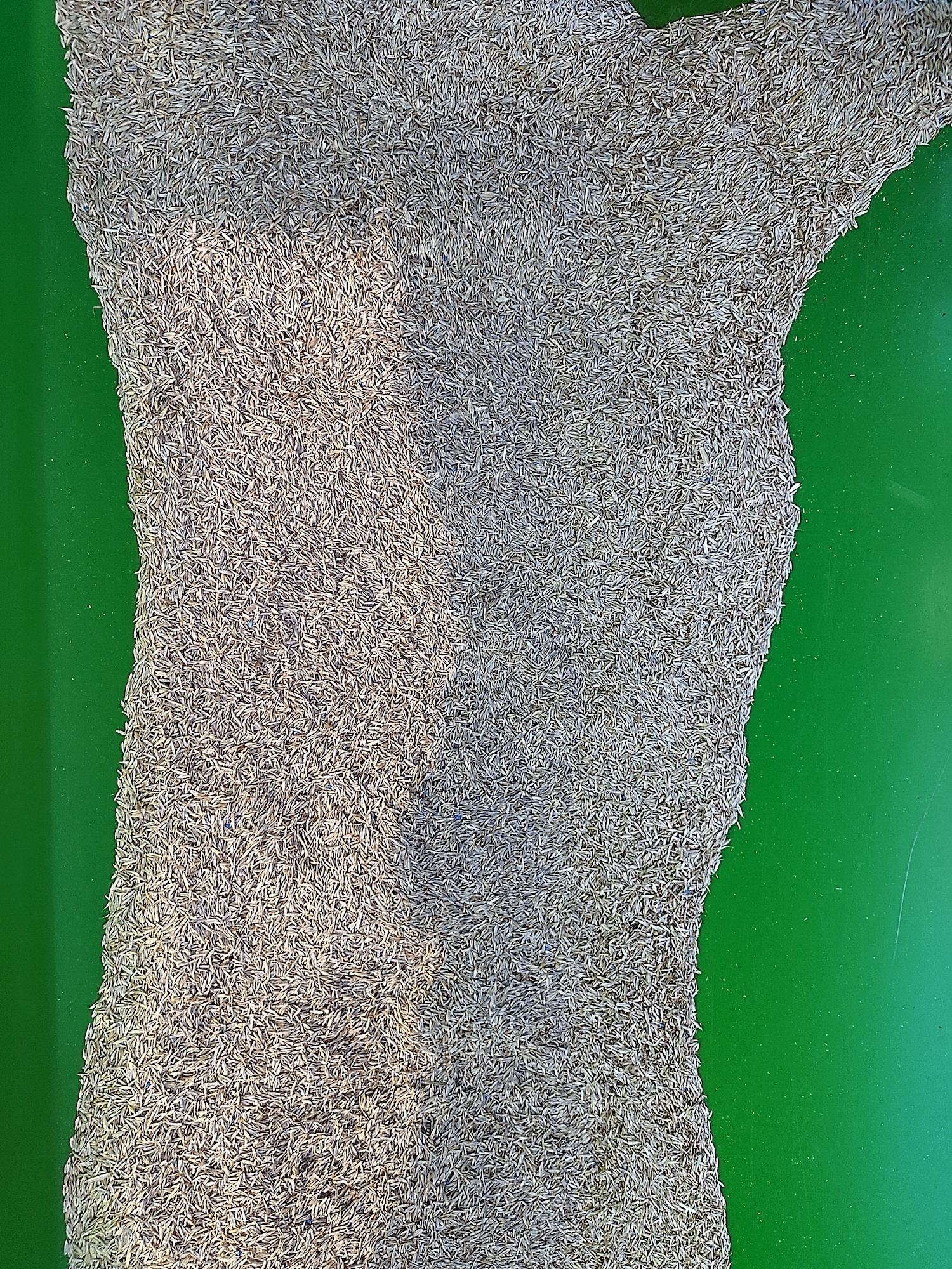 Semences de prairie