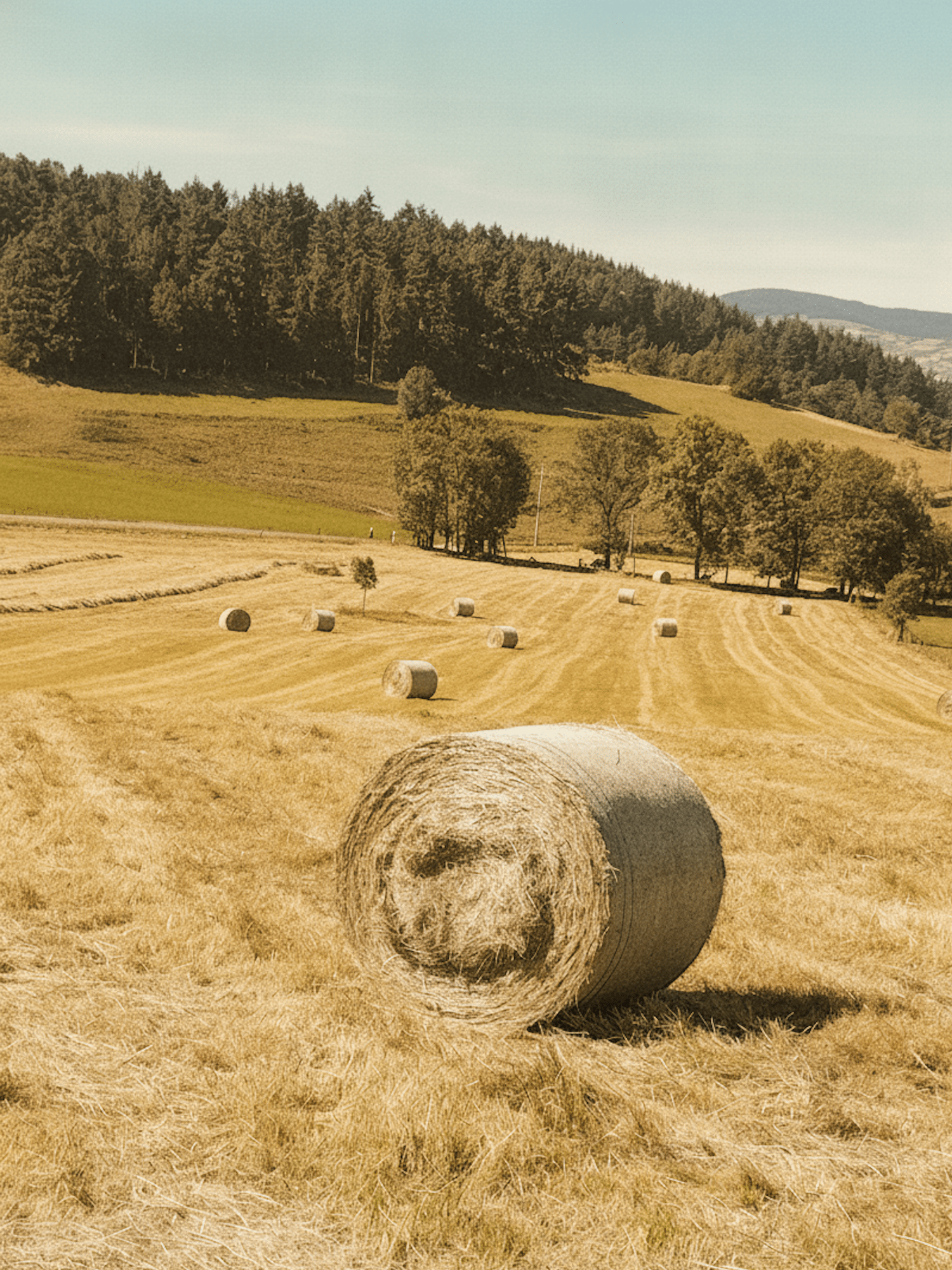les foins à Burdignes
