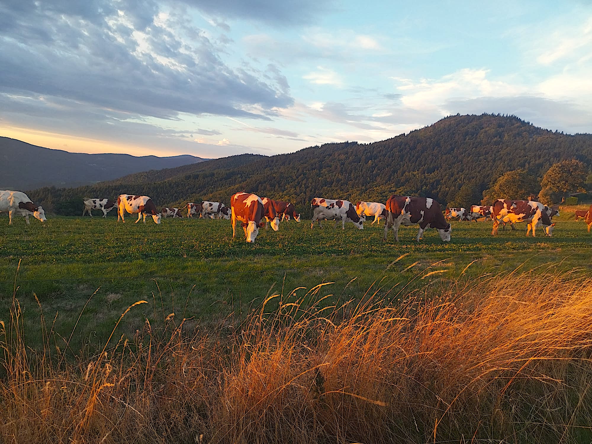 vache montbéliarde soleil 1