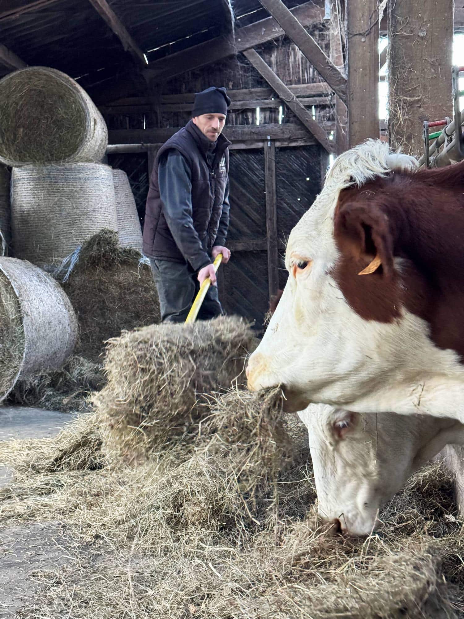 Damien-montrabier-vache 1