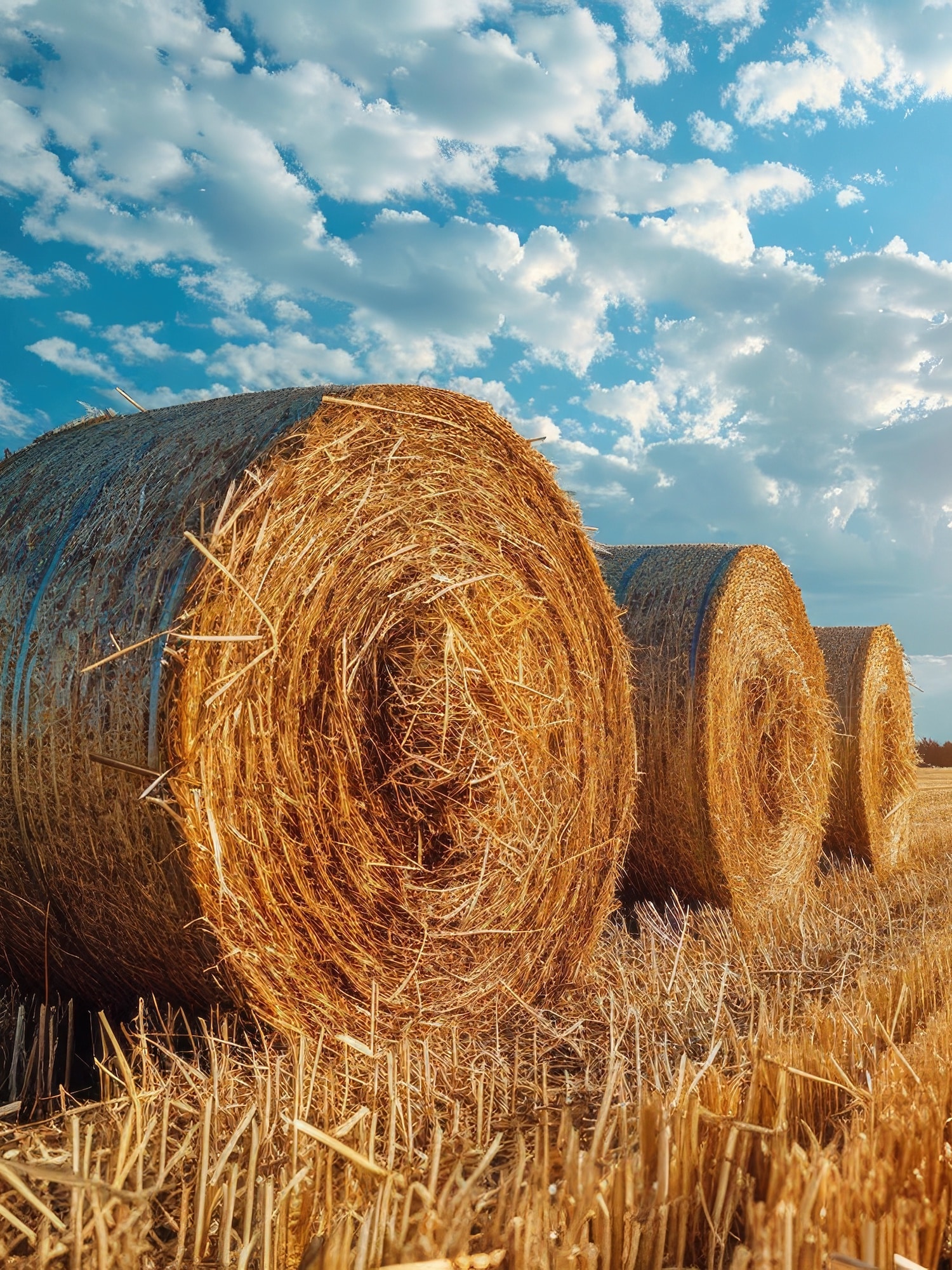 moisson burdignes avec la fromagerie les 4 fermes