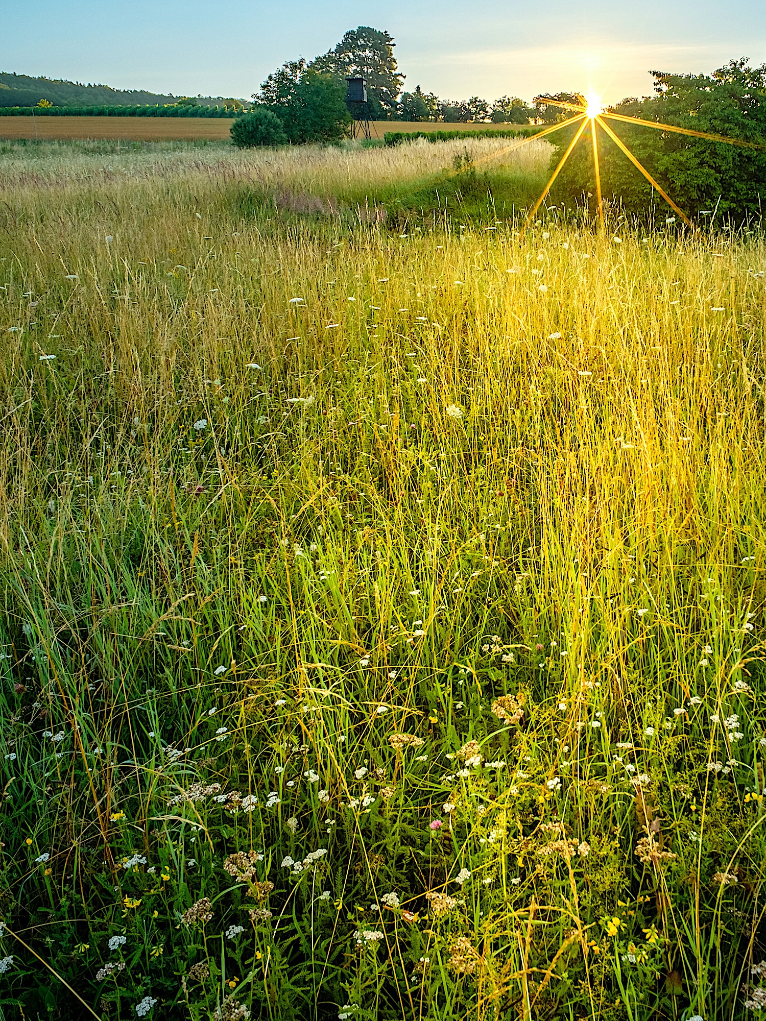 les foins à Burdignes
