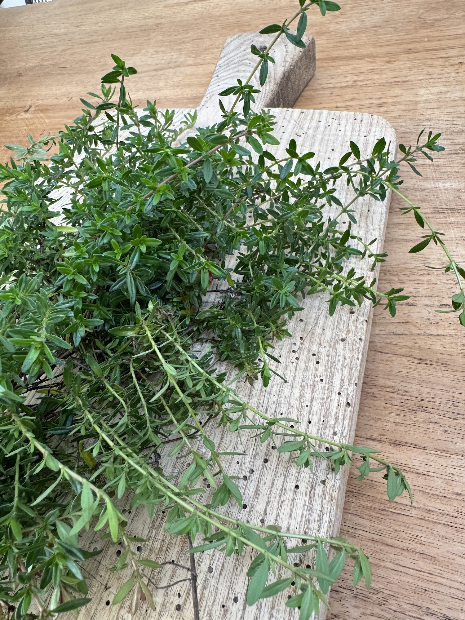 thym sauvage