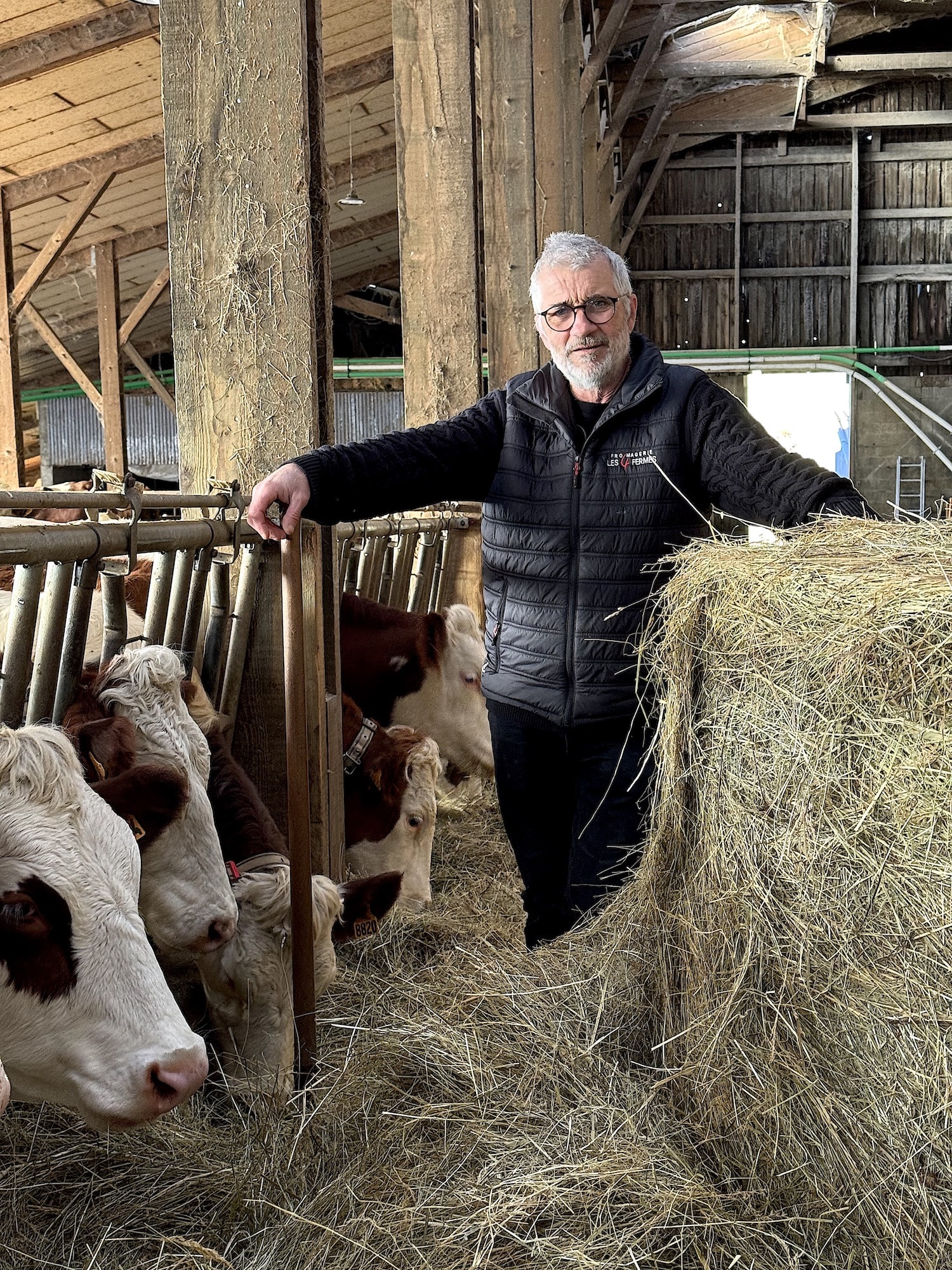laurent et ses vaches montbéliardes