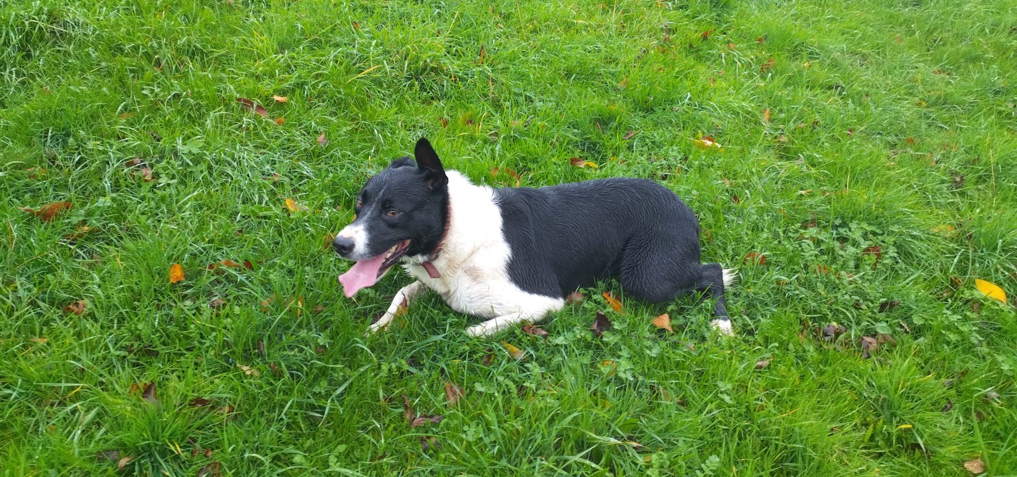 Roy, le Border Collie de Julien de la fromagerie les 4 fermes