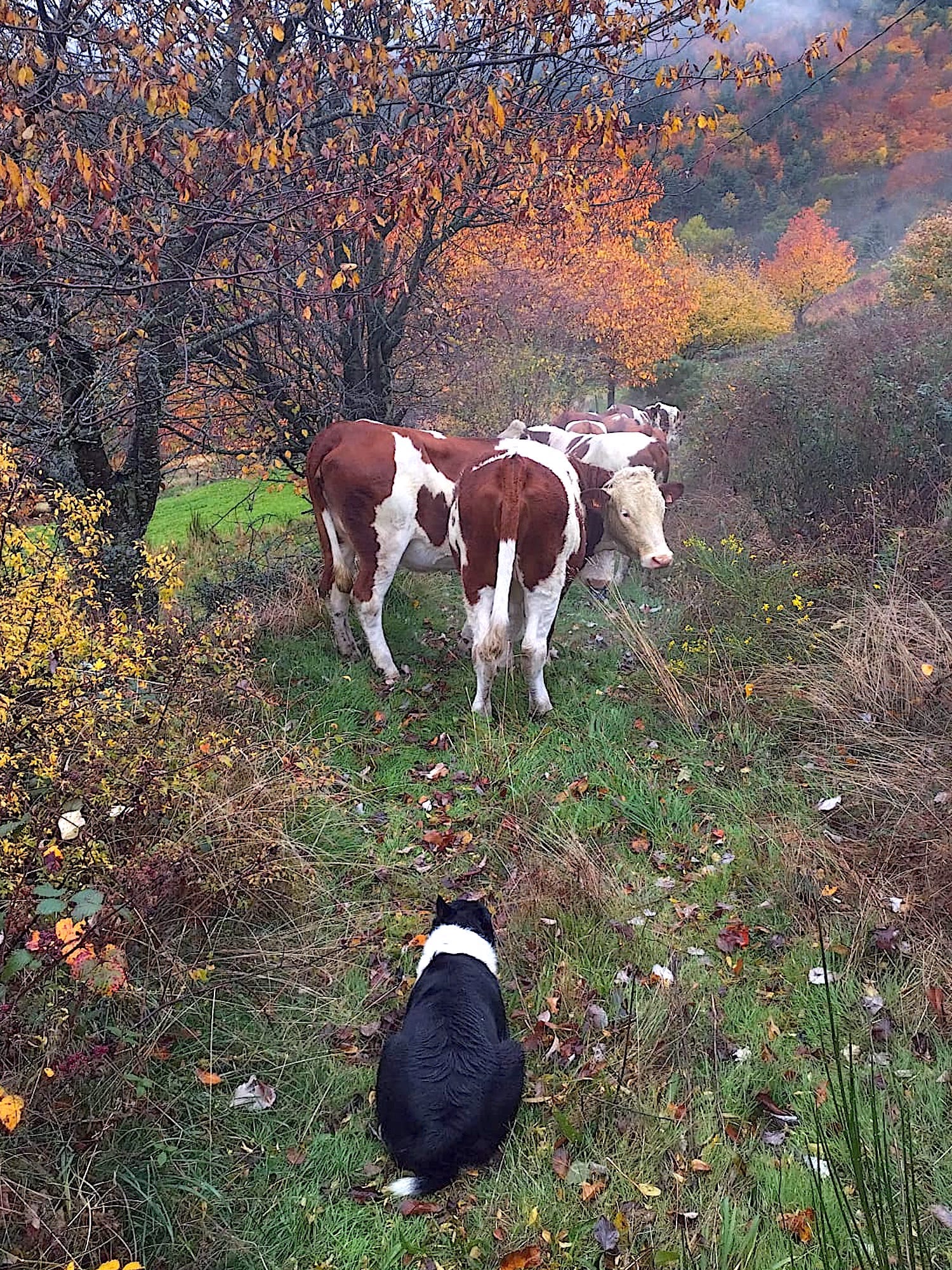 Border Collie Roy Julien genisse estive