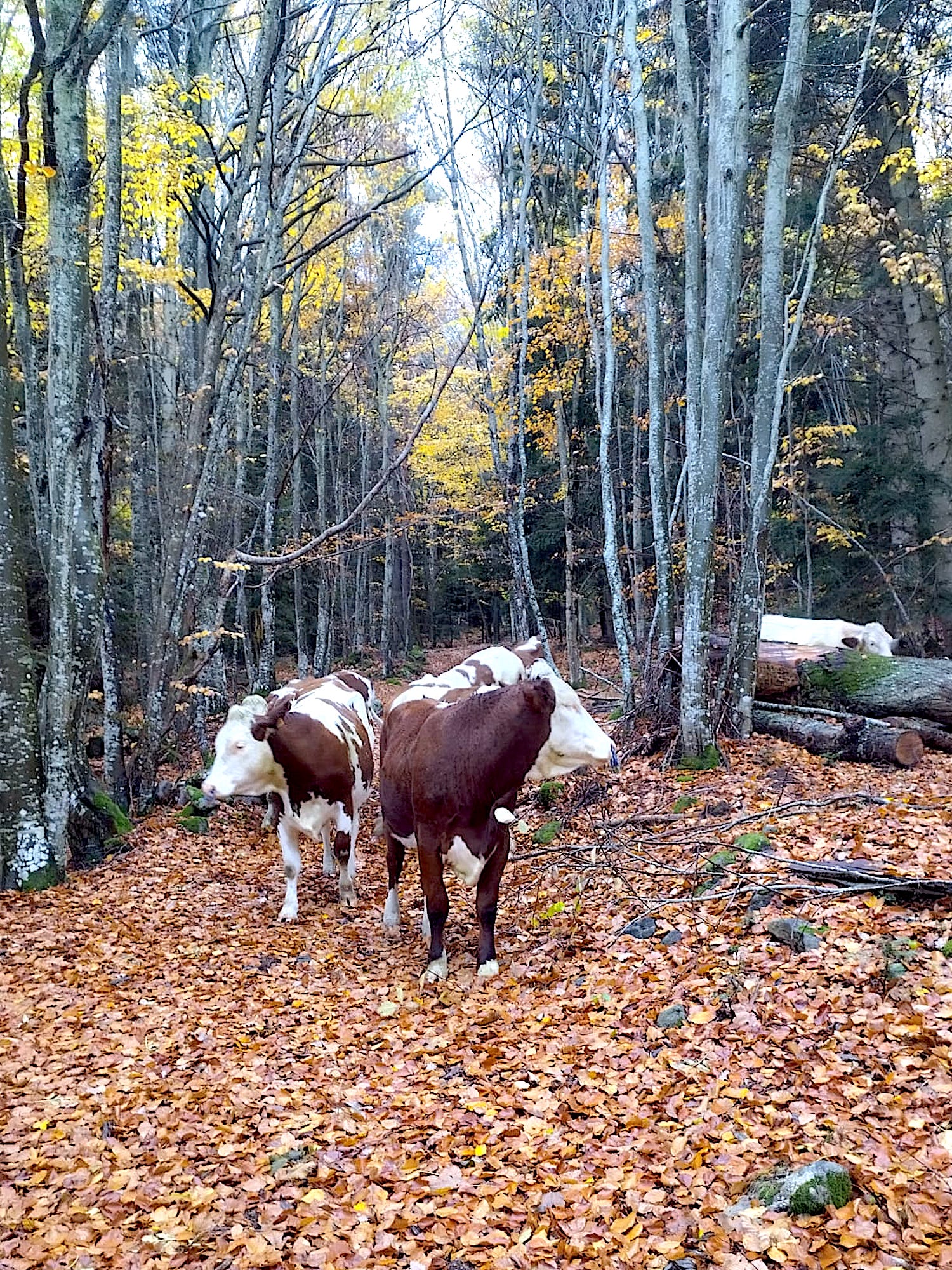 Border Collie Roy Julien genisse estive 1