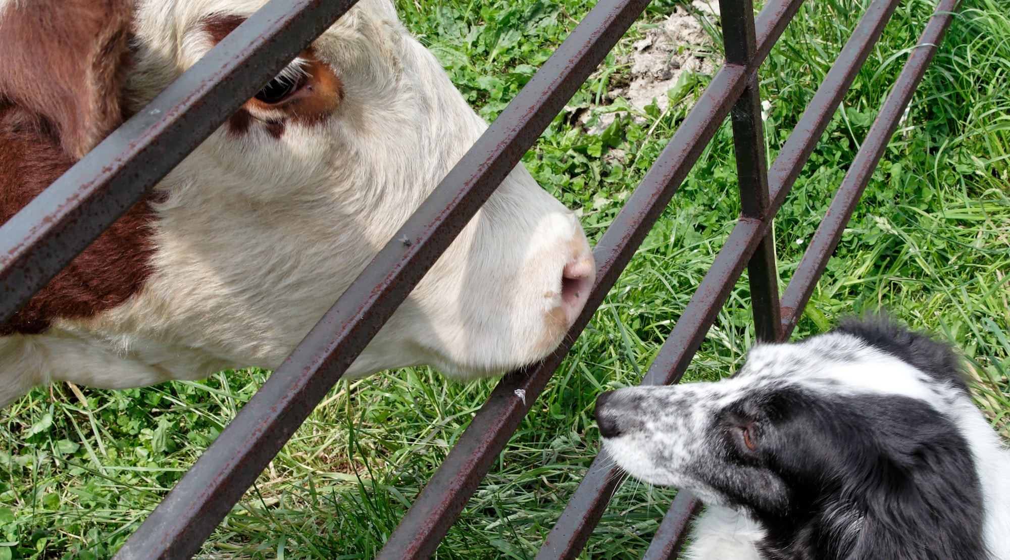 border collie les 4 fermes burdignes