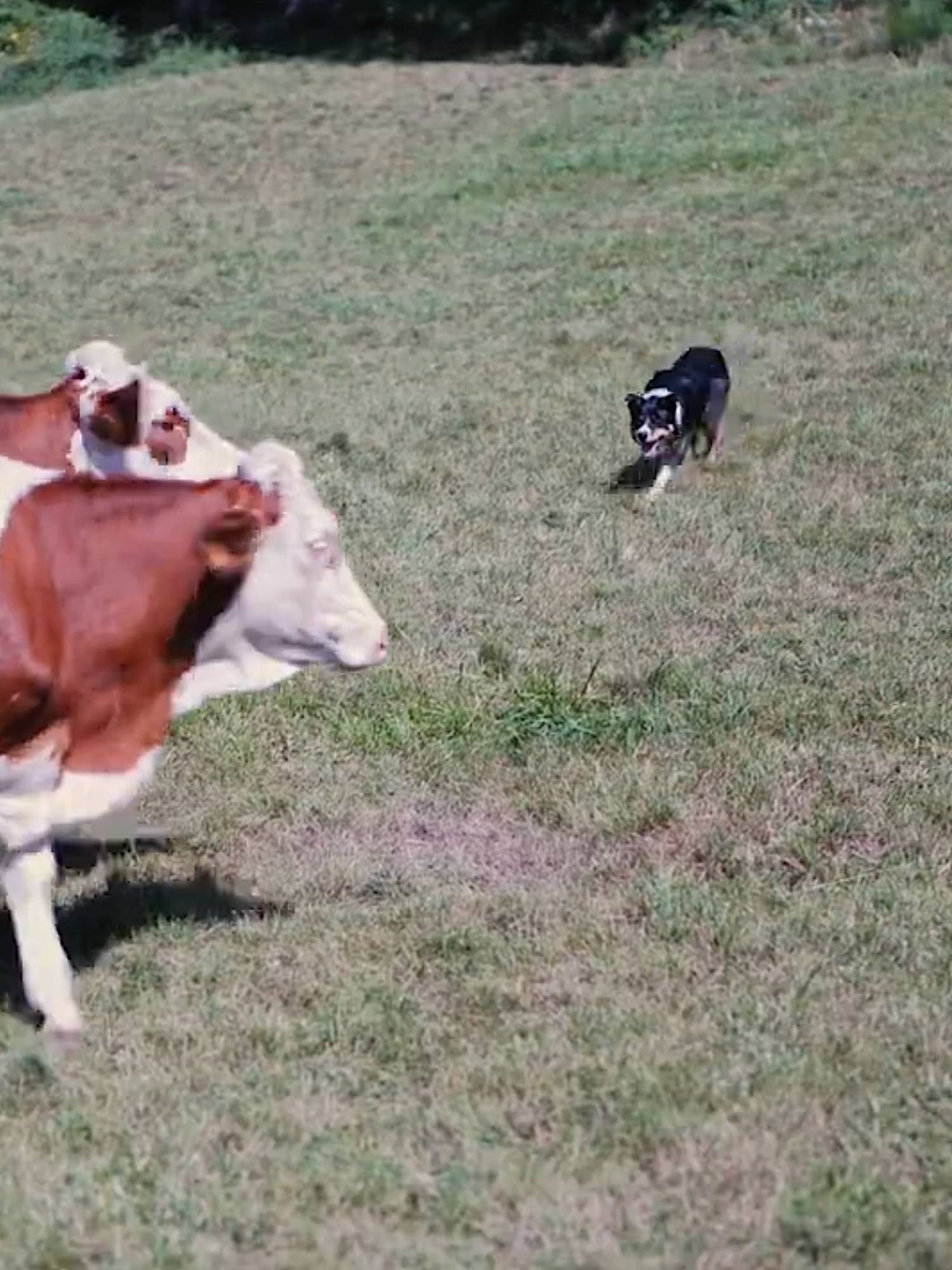 border collie vache genisse montbéliarde burdignes