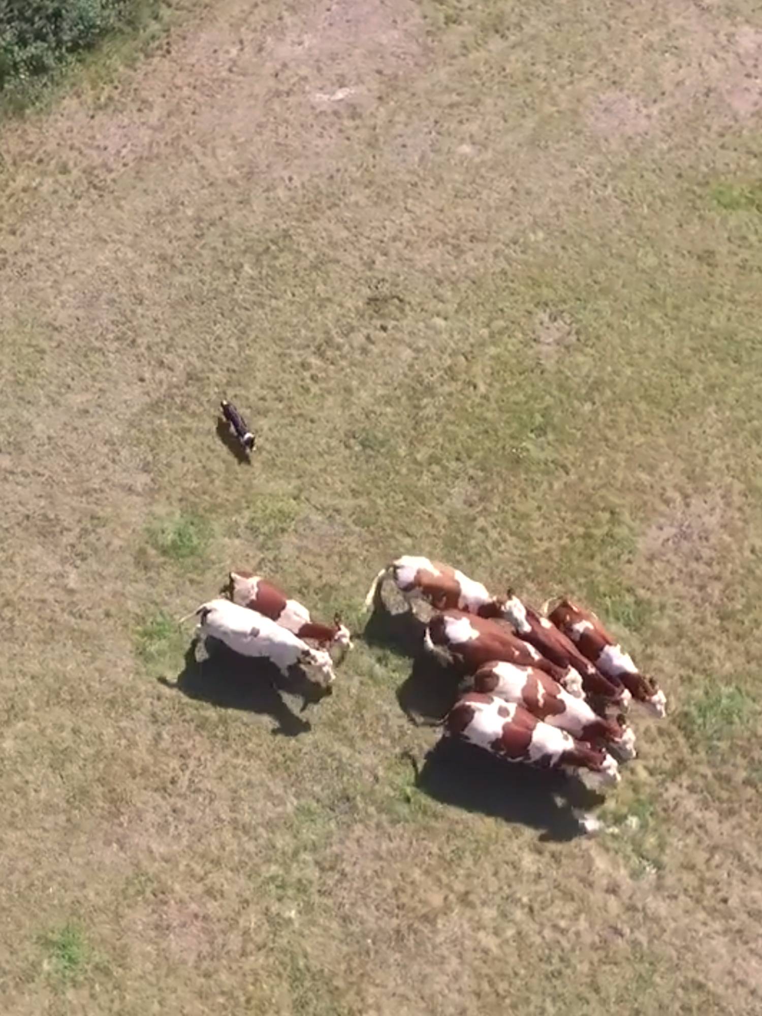 border collie vache genisse montbéliarde burdignes