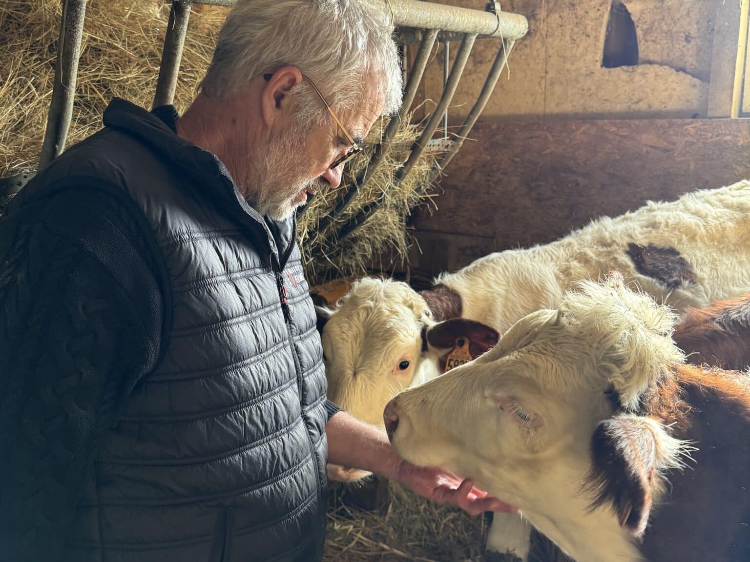 veau montbéliarde-genisse