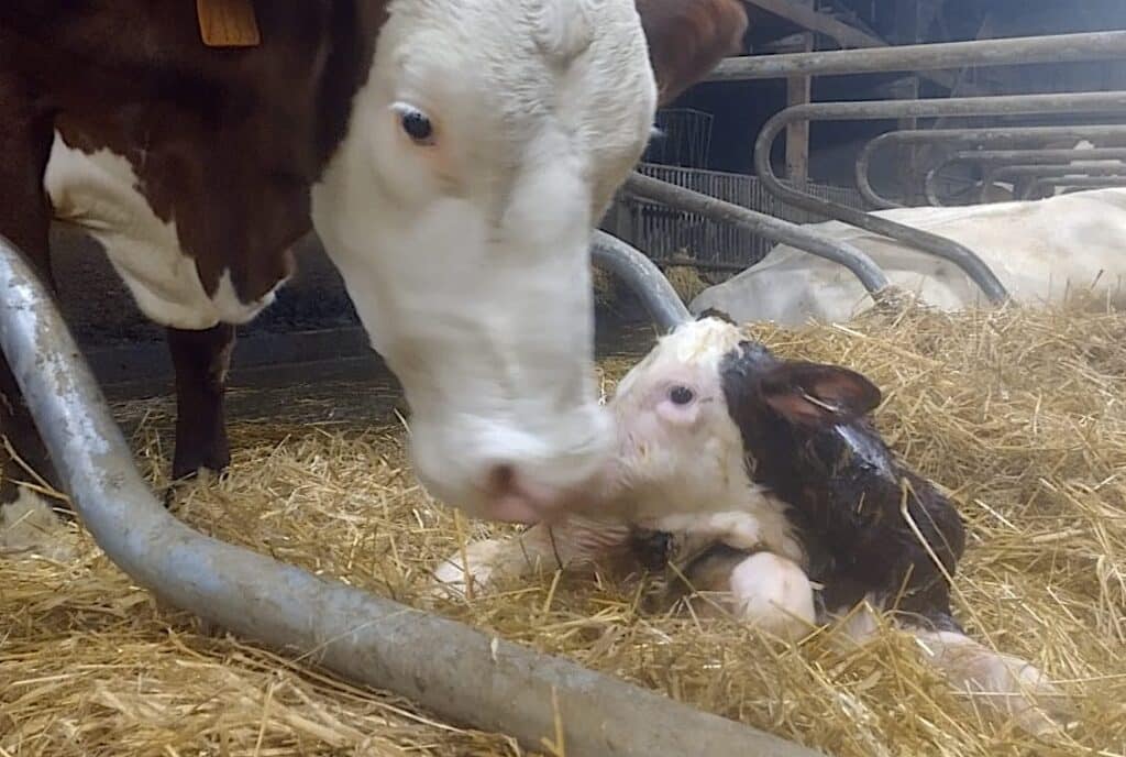 génisse montbéliarde