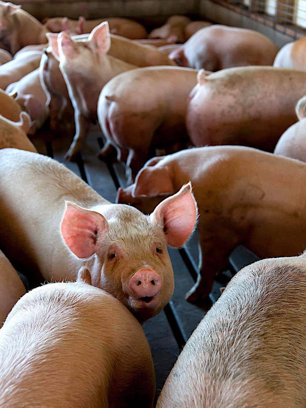 Saucisse Bleu charron burdignes