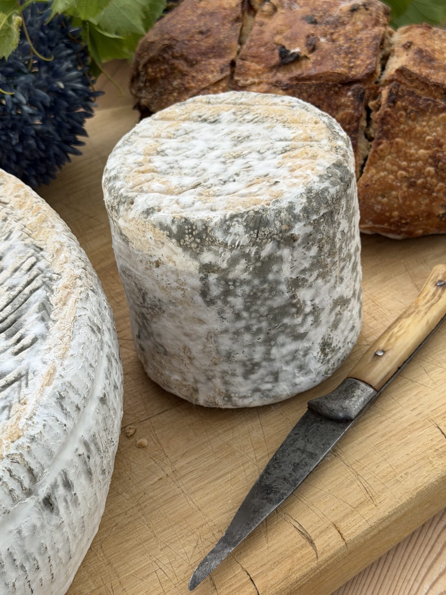 bleuet du pilat de la fromagerie les 4 fermes